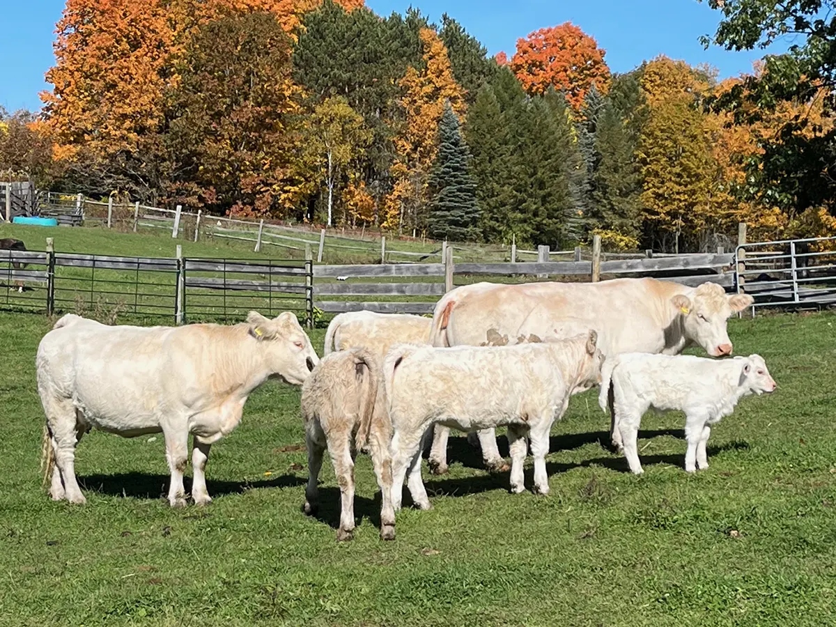 French charolais French charolais